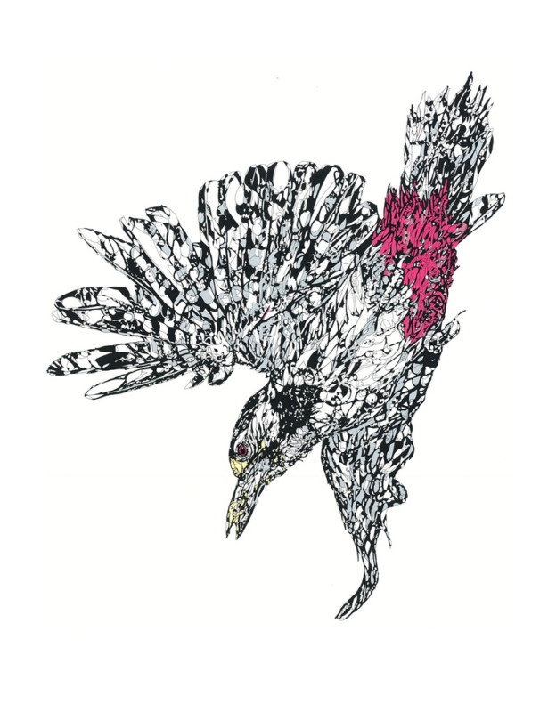 Susie Wright – Woodpecker