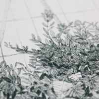 Greenhouse Waterlilly Clare Halifax Print Club London Screen Print