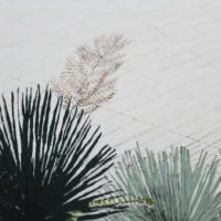 Hot Mess Of Cacti Clare Halifax Print Club London Screen Print