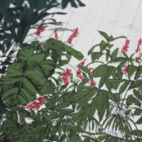 What A Waterlilly Clare Halifax Print Club London Screen Print