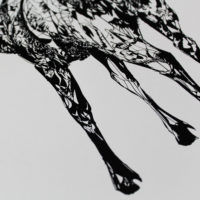 FullStandingStag-CloseUp