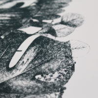 Vanitas Tropcial Lucille Clerc Print Club London Screen Print