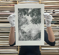 mini palms – held – Lucille Clerc