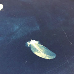 Falling with Feathers Craig Keenan Print Club London Screen Print