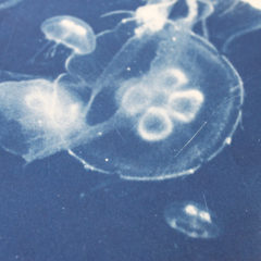 jellyfishes Craig Keenan Print Club London Screen Print