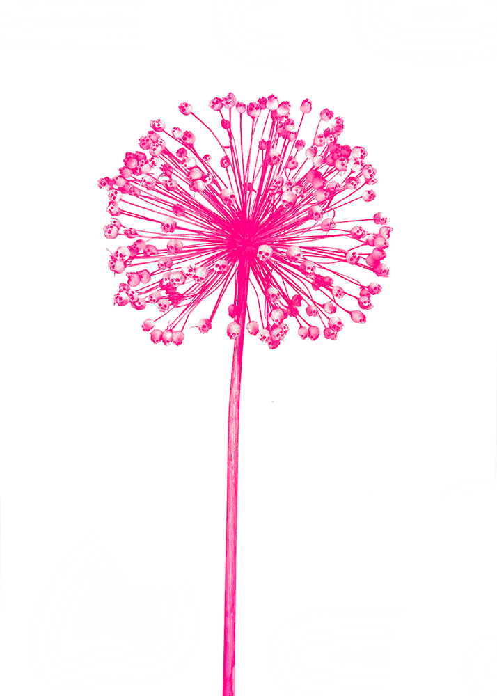 A vibrant fluro pink allium flower with a spherical cluster of small blossoms on a long stem, set against a plain white background.