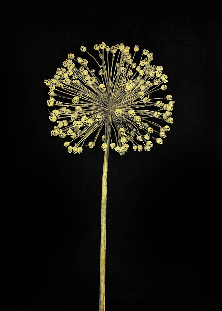 A close-up of a dandelion against a black backdrop reveals its spherical elegance, with numerous gold florets on thin stems, crafting the delicate, airy appearance aptly captured by the Hereafter - Gold.