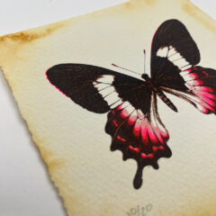 Flue Butterfly 1 – Kath Leone