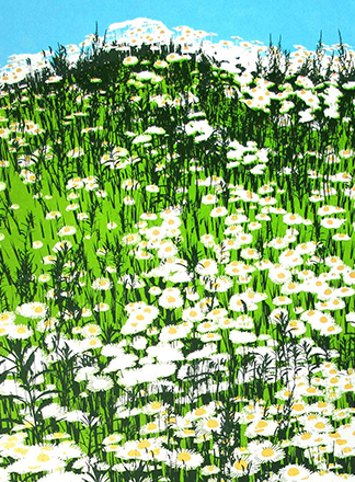 A hillside covered with white daisies and green grass under a bright blue sky.