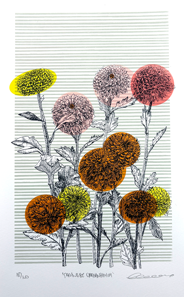 Black and white drawing of chrysanthemum flowers with coloured translucent circles—yellow, orange, and pink—overlaid on some blooms, against a grey striped background.