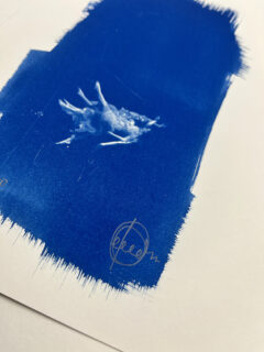 Craig Keenan Falling – Mini cyanotype03
