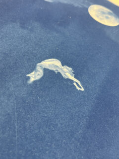 Craig Keenan Falling from the moon cyanotype04